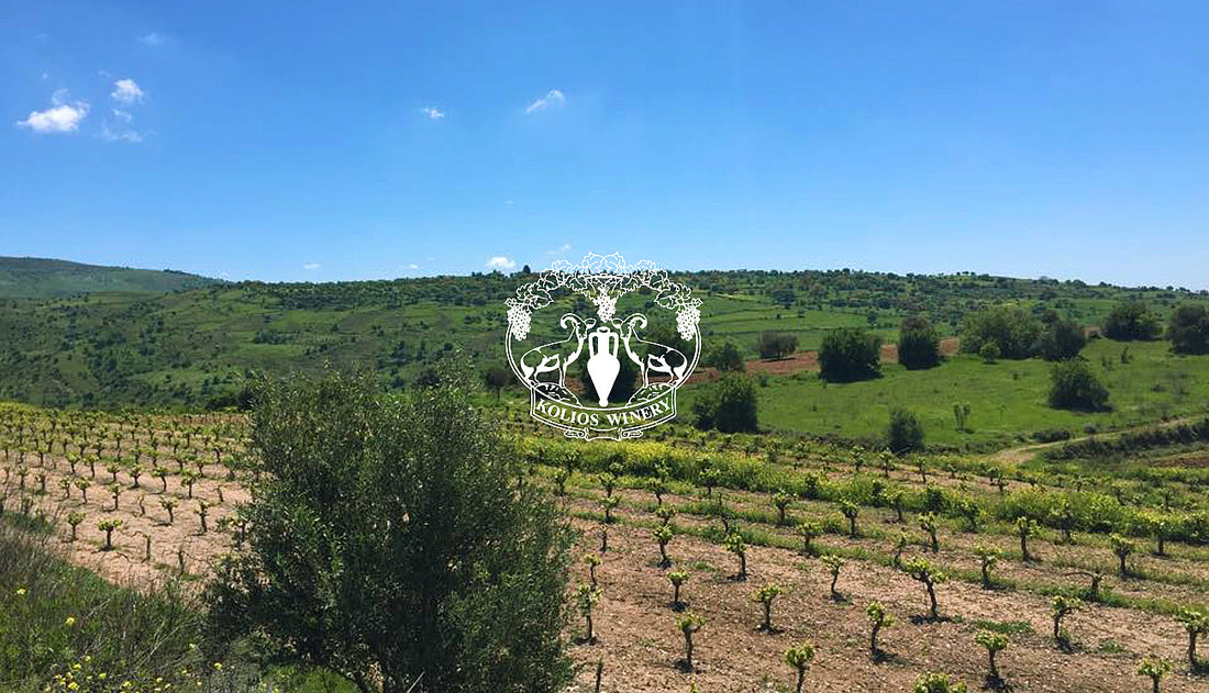 Must-visit wineries of Cyprus. Kolios Winery