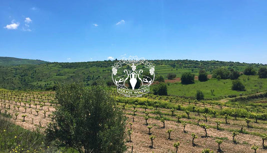 Must-visit wineries of Cyprus. Kolios Winery